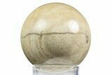 Polished Agatized Fossil Coral Sphere - Indonesia #311528-1